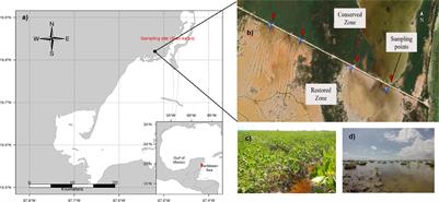 Estuarine Fish Feeding Changes as Indicator to Mangrove Restoration Success in Seasonal Karstic Wetlands